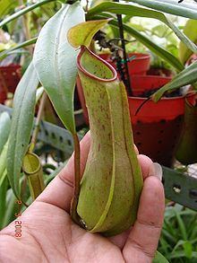 Nepenthes × ferrugineomarginata httpsuploadwikimediaorgwikipediacommonsthu