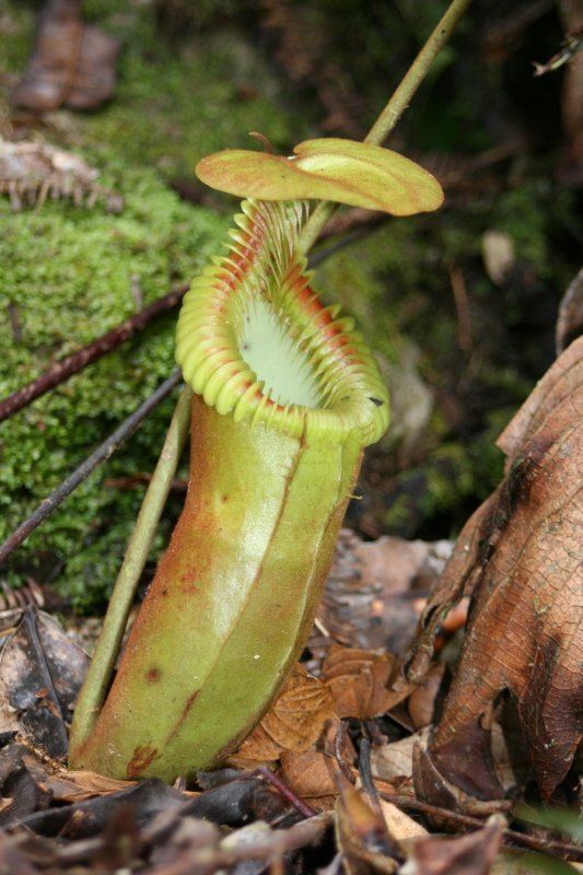 Nepenthes × harryana