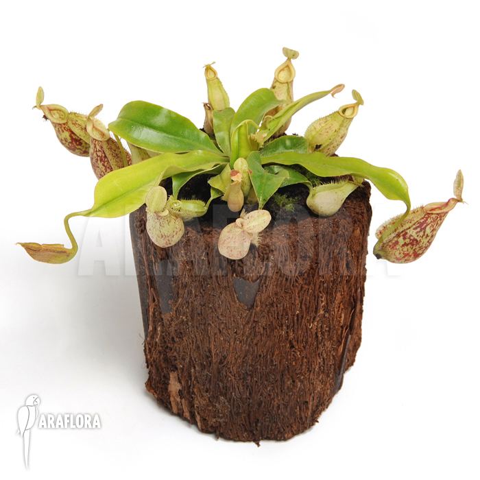 Nepenthes × hookeriana Araflora exotic flora amp more Tropical pitcher plant 39Nepenthes x