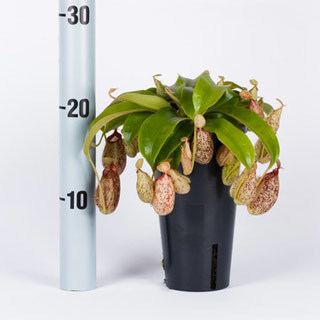 Nepenthes × hookeriana Nepenthes hookeriana Products Carni Flora