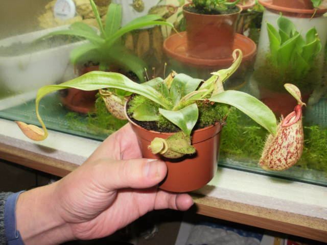 Nepenthes × hookeriana Nepenthes x hookeriana photos