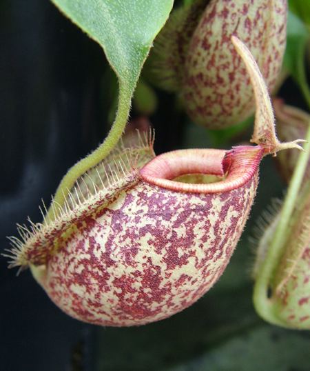 Nepenthes × hookeriana x Hookeriana Nepenthes Monky Cup