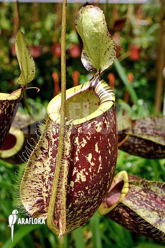 Nepenthes × hookeriana Araflora exotic flora amp more Tropical pitcher plant 39Nepenthes x