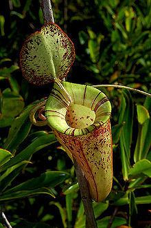 Nepenthes × hookeriana httpsuploadwikimediaorgwikipediacommonsthu