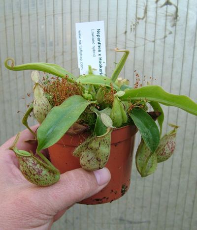 Nepenthes × hookeriana x Hookeriana Nepenthes Monky Cup
