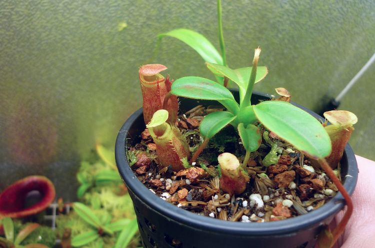 Nepenthes × kinabaluensis Nepenthes x kinabaluensis Heli Flickr