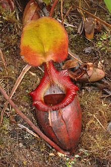 Nepenthes × kinabaluensis httpsuploadwikimediaorgwikipediacommonsthu