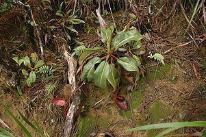 Nepenthes × kinabaluensis Nepenthes kinabaluensis Wikipedia