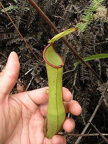 Nepenthes × sharifah-hapsahii httpsuploadwikimediaorgwikipediacommonsthu