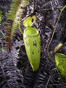 Nepenthes × trichocarpa httpsuploadwikimediaorgwikipediacommonsthu