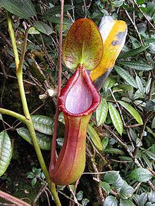 Nepenthes × trusmadiensis httpsuploadwikimediaorgwikipediacommonsthu