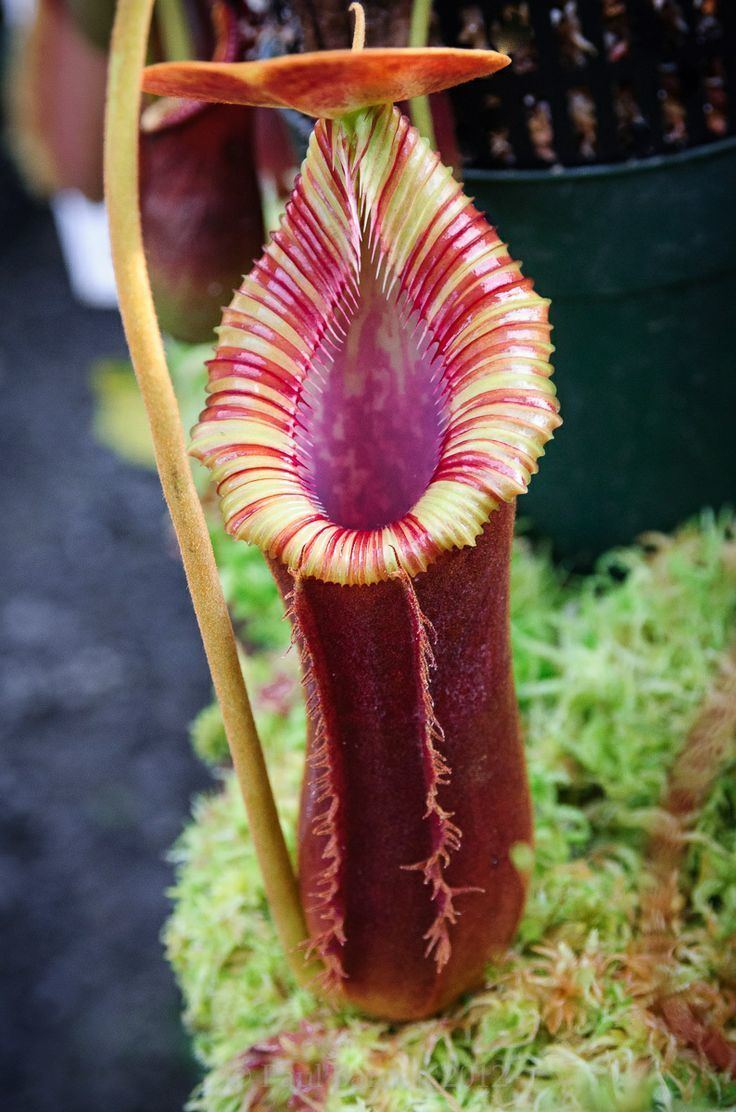 Nepenthes × trusmadiensis 1000 images about arttt on Pinterest Exotic flowers Auction and