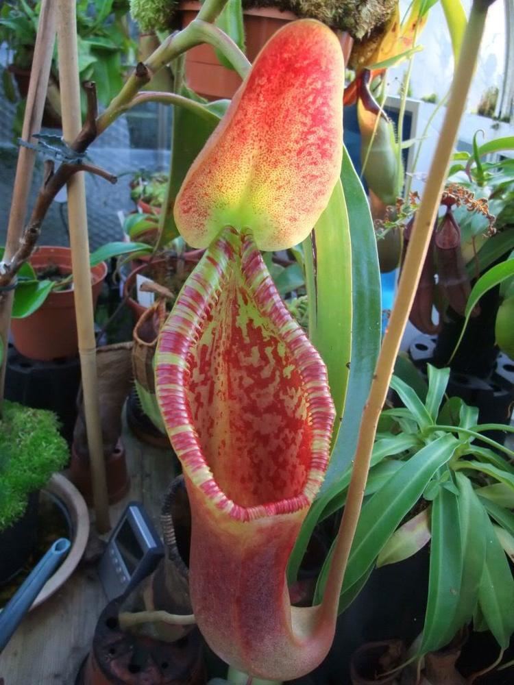 Nepenthes × trusmadiensis N xtrusmadiensis Nepenthes Carnivorous Plants UK