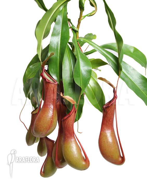 Nepenthes × ventrata Araflora exotic flora amp more Tropical pitcher plant 39Nepenthes x