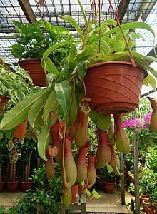 Nepenthes × ventrata Nepenthes ventrata Wikipedia