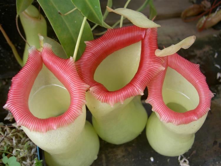 Nepenthes The NepenthesCarvivorous Pitcher Plants ferrebeekeeper