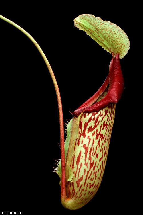 Nepenthes The Carnivorous Plant FAQ Nepenthes