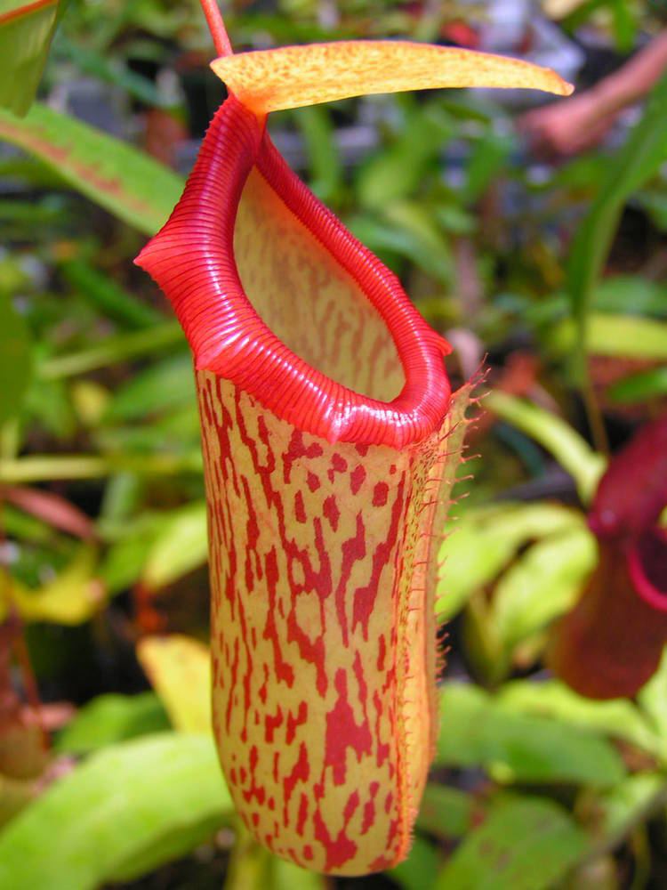 Nepenthes Nepenthes madisonii Botanical Adoration Pinterest Style and Search