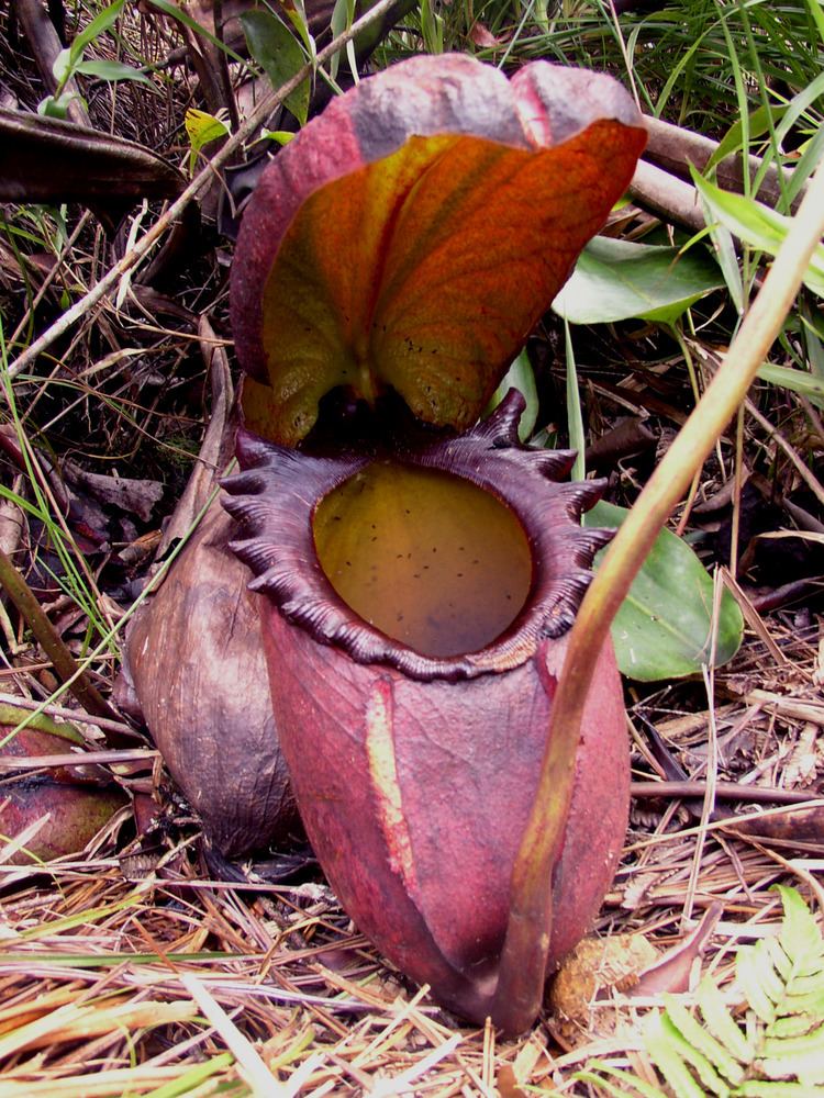 Nepenthes Nepenthes rajah Wikipedia