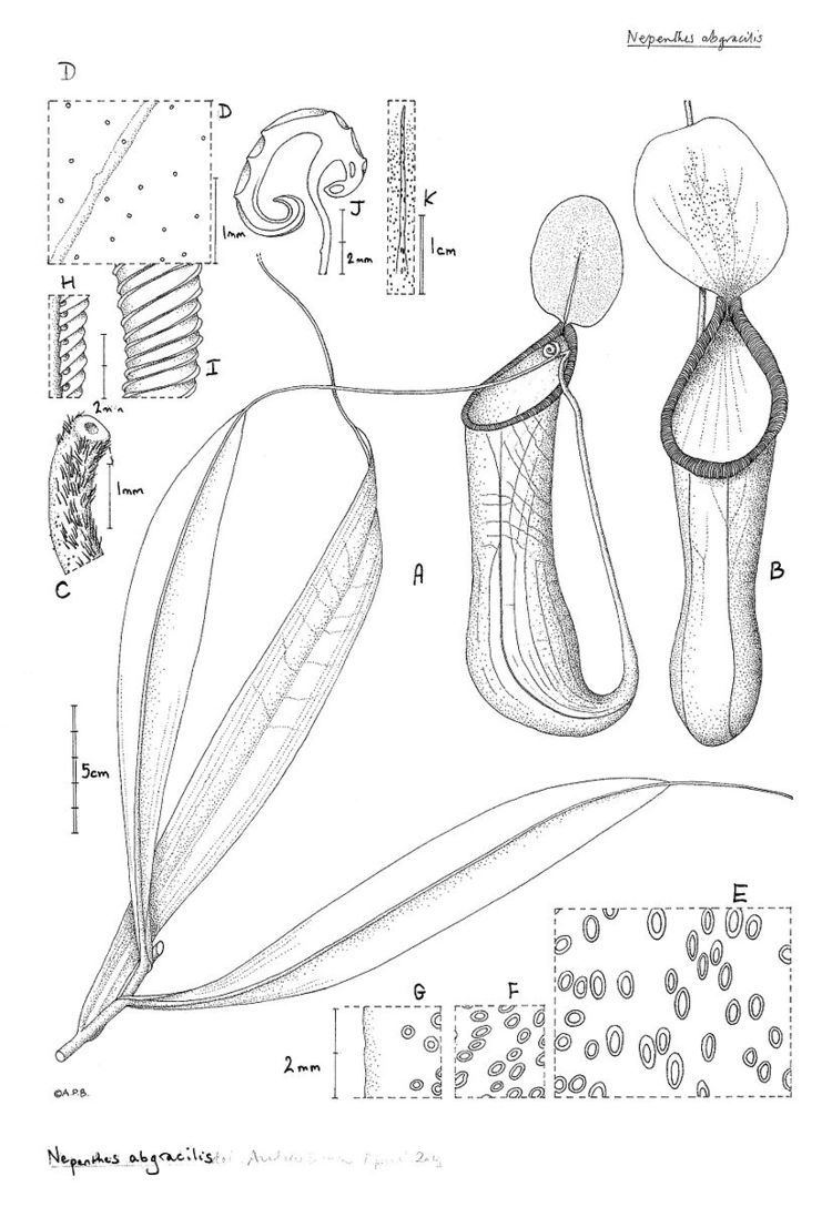 Nepenthes abgracilis