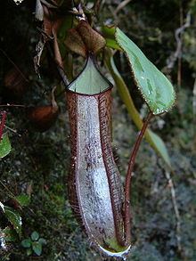 Nepenthes adnata httpsuploadwikimediaorgwikipediacommonsthu