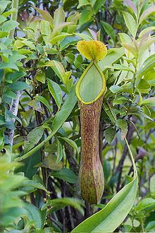 Nepenthes alata httpsuploadwikimediaorgwikipediacommonsthu