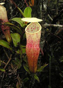 Nepenthes alba httpsuploadwikimediaorgwikipediacommonsthu
