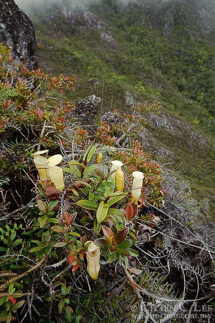Nepenthes alba Nepenthes alba This endemic pitcher plant grows only along the