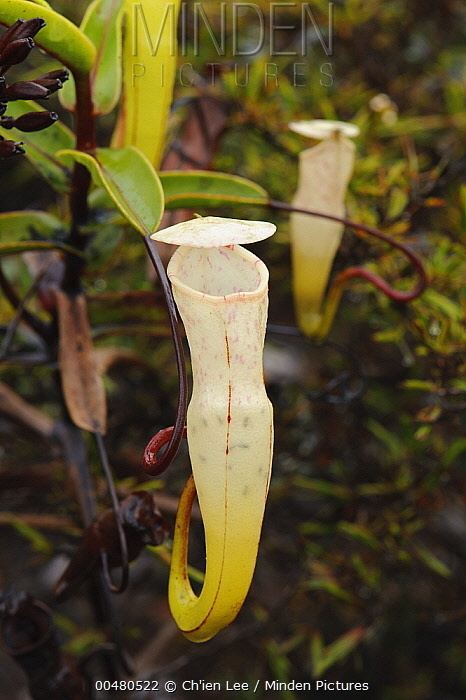 Nepenthes alba Minden Pictures stock photos Pitcher Plant Nepenthes alba