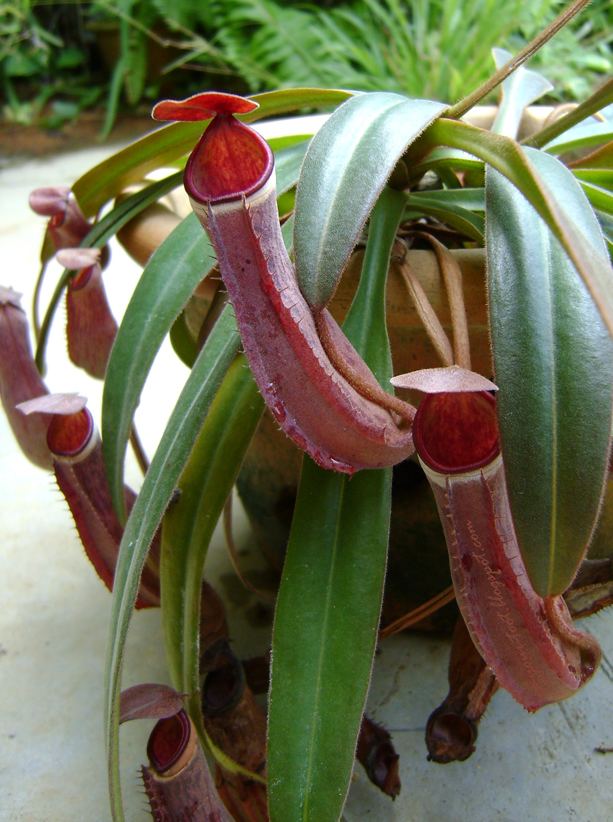 Nepenthes albomarginata igtNepenthes albomarginataltigt of Penang Hill Half a pound of treacle
