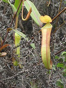 Nepenthes albomarginata httpsuploadwikimediaorgwikipediacommonsthu