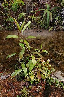Nepenthes ampullaria httpsuploadwikimediaorgwikipediacommonsthu