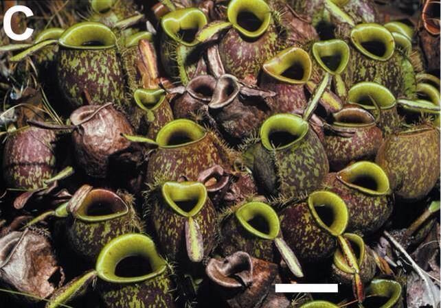 Nepenthes ampullaria Going Veg With Nepenthes ampullaria In Defense of Plants