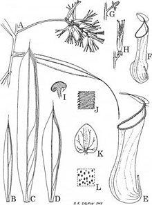 Nepenthes angasanensis httpsuploadwikimediaorgwikipediaenthumbc
