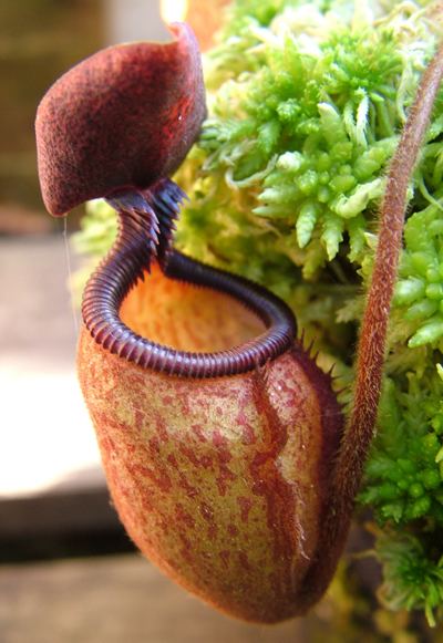 Nepenthes argentii Nepenthes argentii