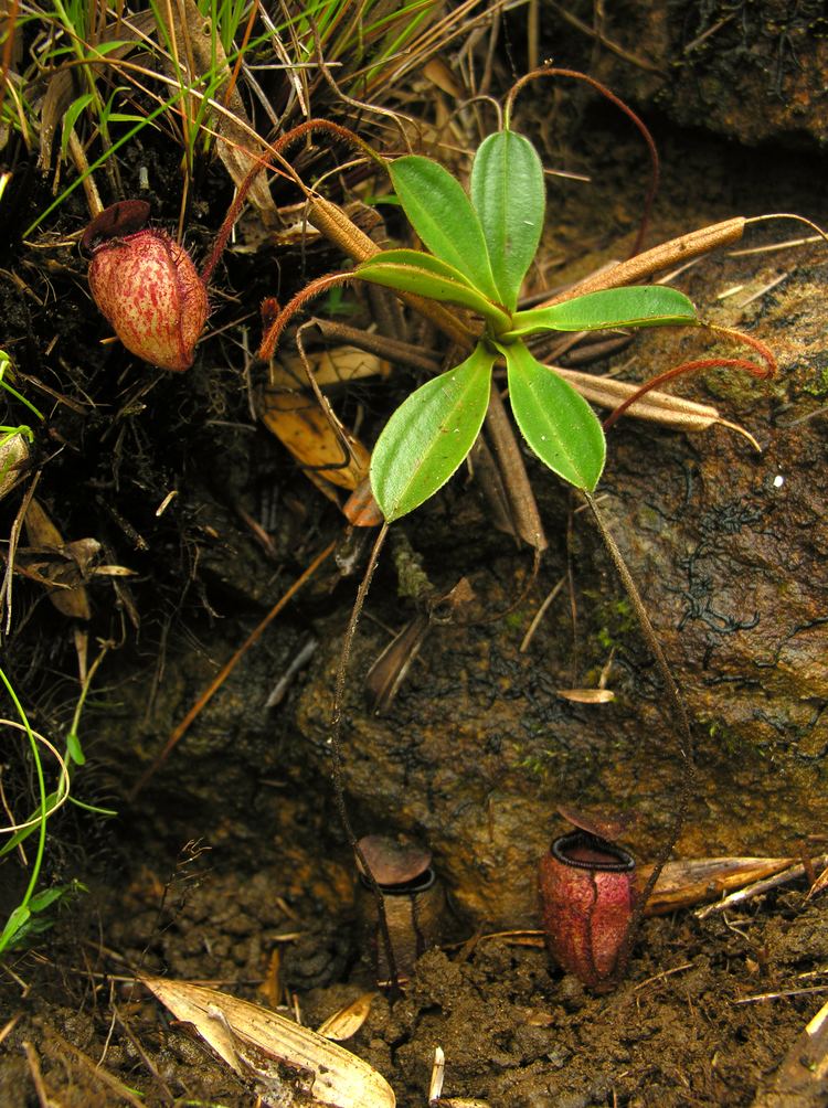 Nepenthes argentii Nepenthes sibuyanensis and Nepenthes argentii Muskautas