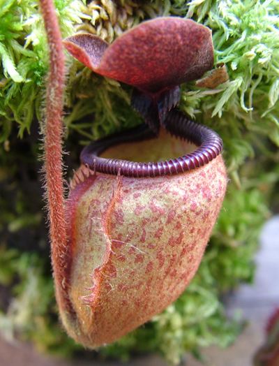 Nepenthes argentii Nepenthes argentii