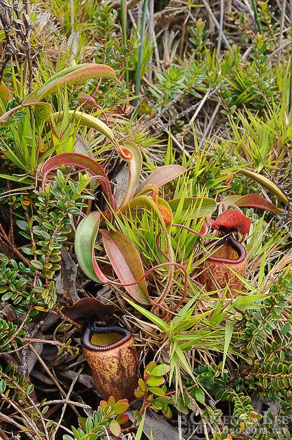 Nepenthes argentii Stock Photograph of Nepenthes argentii from Romblon Philippines