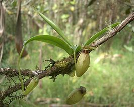 Nepenthes aristolochioides Nepenthes aristolochioides Wikipedia