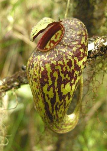 Nepenthes aristolochioides Nepenthes aristolochioides Ark of Life stopping extinction