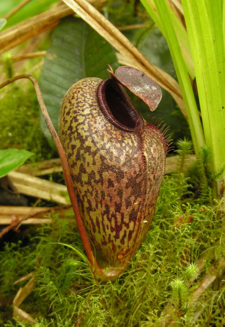 Nepenthes aristolochioides An expedition to search for Nepenthes aristolochioides A Rare