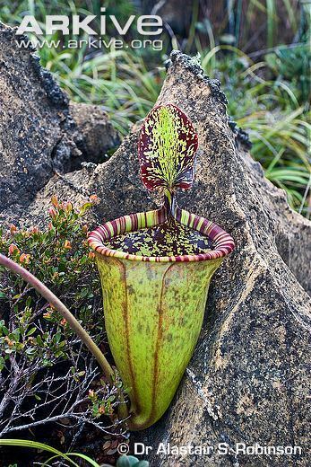 Nepenthes attenboroughii Attenborough39s pitcher plant videos photos and facts Nepenthes