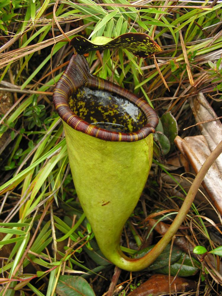 Nepenthes attenboroughii Nepenthes attenboroughii A new species of giant pitcher plant from