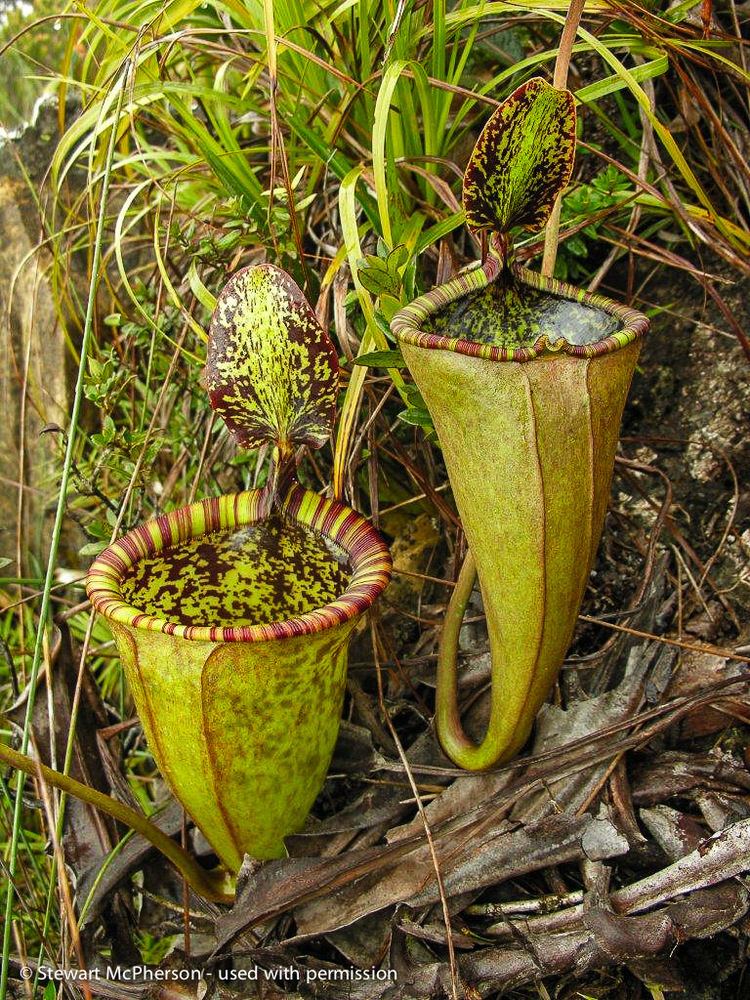 Nepenthes attenboroughii Nepenthes attenboroughii Mt Victoria Palawan