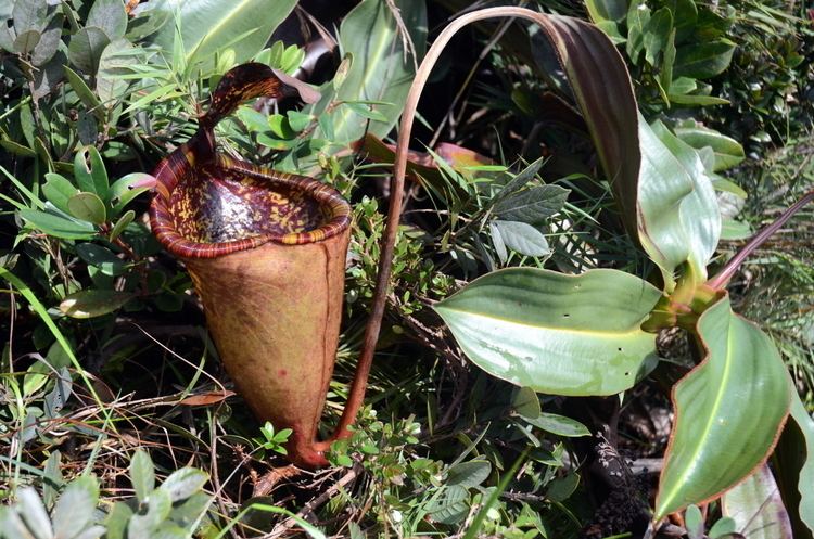 Nepenthes attenboroughii Leilani Nepenthes Photo Archives