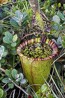 Nepenthes attenboroughii httpsuploadwikimediaorgwikipediacommonsthu