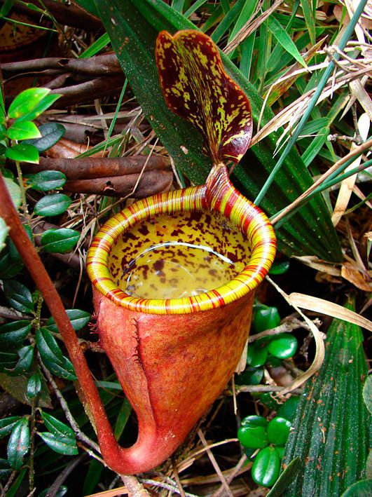 Nepenthes attenboroughii Nepenthes attenboroughii plant for sale in FOR SALE Forum