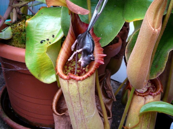 Nepenthes Nepenthes photos