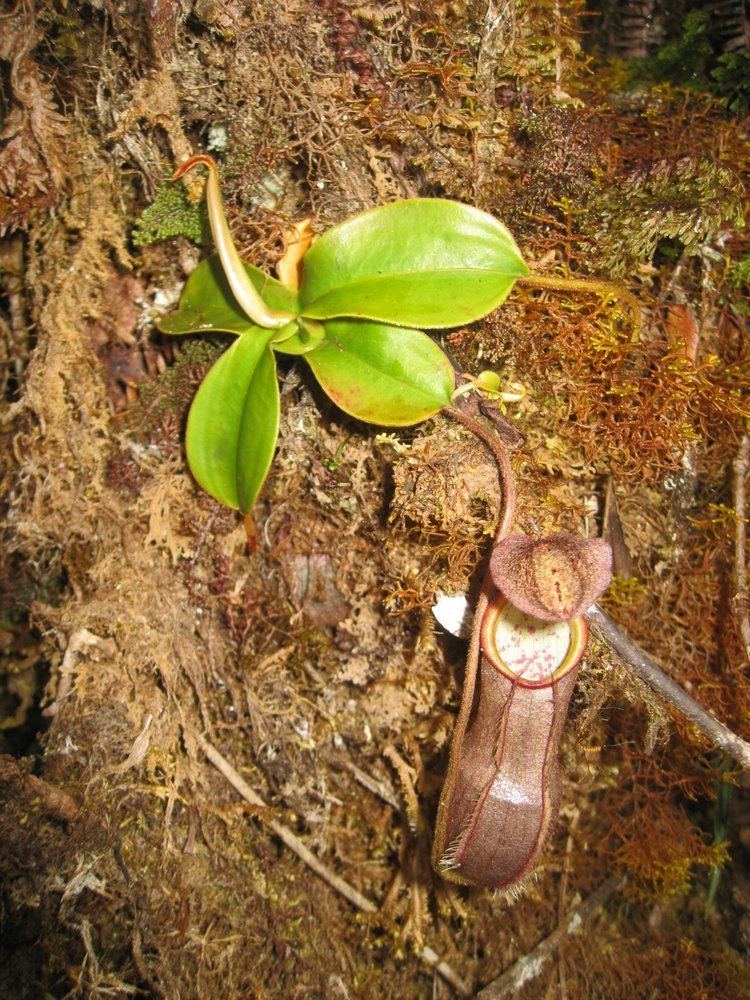 Nepenthes beccariana FileNepenthes beccariana 2JPG Wikimedia Commons