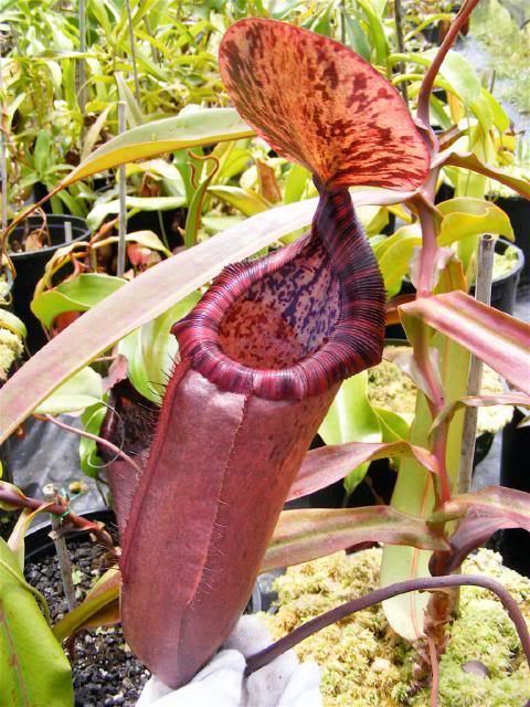 Nepenthes beccariana Leilani Nepenthes Carnivorous Plants For Sale